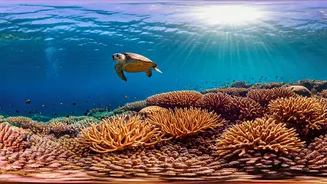 Dive into Wonder: Exploring Sodwana Bay's Underwater Paradise