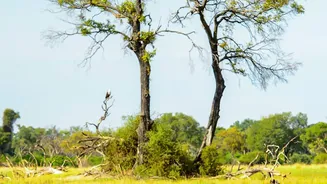 Okavango Delta Camps Can Combine Canoe-Like Mokoro Trips With Game Drives