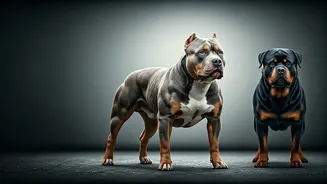 Dangerous Dog Breeds Identified by Govt: A Closer Look at Pitbulls, Rottweilers & More
