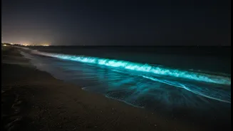 Why off-season bioluminescent plankton waves are trending across Mumbai social media