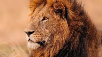 Clarifying Barda Asiatic lion counts