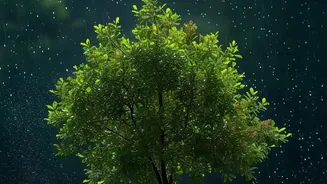 How To Balance Fresh Air And Dampness During Heavy Monsoon Rain