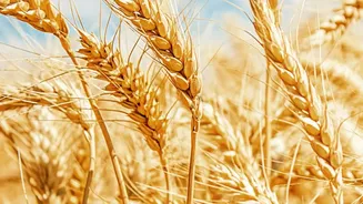 Weather Could Affect Food Prices: A Practical Guide For Indian Shoppers