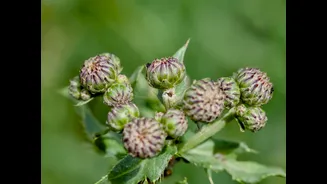 5 Attractive Plants That Are Actually Invasive