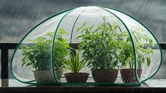 Protect Balcony Plants From Heavy July Rain Rot