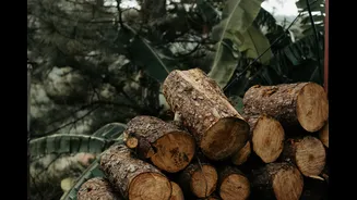 Study Reveals Climate Impact on Old-Growth Tropical Forest Biomass