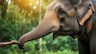 Kaziranga's Heartwarming Tale: A Teen's Compassion Forges Lifelong Bond with Elephant