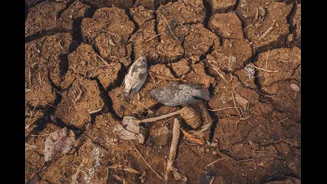 Global Warming Causes $20 Billion Annual Crop Losses