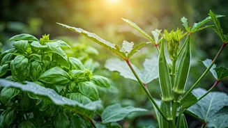 June Gardening Gets Tastier With Okra And Basil