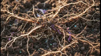 New Farming Research Focuses On Soil Ecosystems