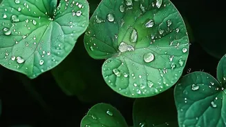 How Heavy Rain Can Change Ventilation Choices In Indian Homes