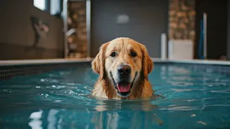 Spoil Your Furry Friends With Hydrotherapy At Luxury Pet Spas