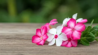 Sadabahar Flowers: Secret to Hair Growth