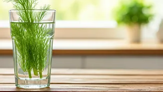 Fennel Water: An Ancient Secret for Gut Wellness