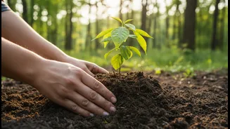 What Harela's Sapling Drive could change about the difference between trees planted and trees established