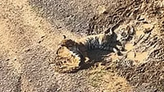 Maharashtra: Injured Tiger Spotted Helpless In Canal Near Dhanori, Forest Officials Rush To Site; VIDEO