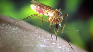 Project Debug: Why Google wants to release 32 million lab-bred mosquitoes in California and Florida