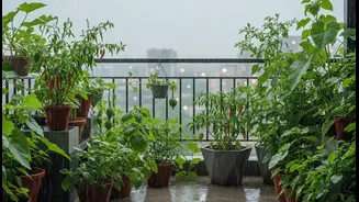 Monsoon Balcony Micro-Gardens Brings Greens, Gourds, Chillies and Herbs into Everyday Decisions for Urban Renters and Home Gardeners