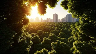 Urban Forests: Cooling Cities by Half, But Unequally Distributed