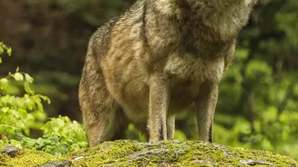 Conservation Success Makes Wolves a Rising European Travel Attraction