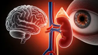 Beyond the Heart: How High Blood Pressure Silently Harms Your Entire Body