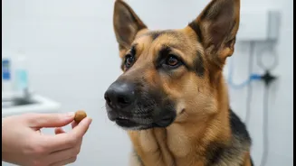 The Clinic Should Know if Your Pet Guards Food or Reacts to Touch