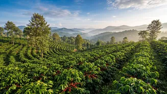 Explore India's best coffee destinations