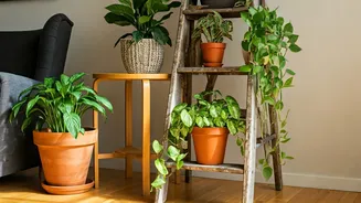 Budget-Friendly Botanicals: Stylish Plant Decor Without Breaking the Bank