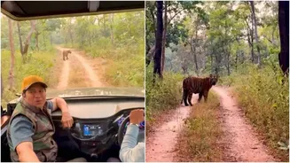 Inside Sachin Tendulkar’s Favourite Wildlife Escape: A Complete Guide to Tadoba Tiger Reserve, Safari Costs and Travel Tips
