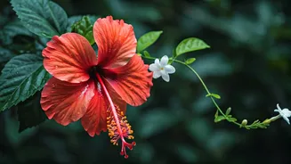 From Hibiscus To Jasmine: Monsoon Plants Worth Growing