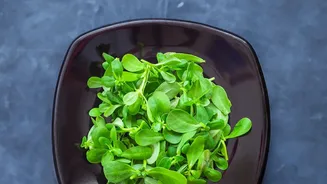 Windowsill Micro-Green Tray Setups Help City Residents Cultivate Sustainable Eating Habits In Compact Spaces