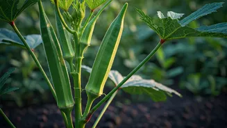 Okra Is Getting A Pre-Monsoon Gardening Push