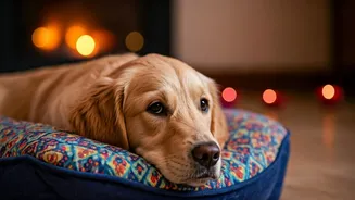 Keep Pets Safe Indoors During Diwali