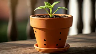 Balcony Pots Need Holes Before Hope