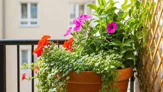 Budget Balcony Blooms: Transform Your Outdoor Space with Affordable Greenery!