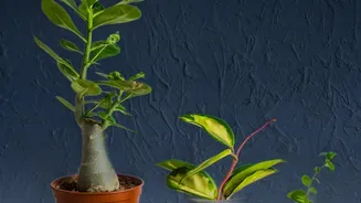 New Research Helps Decode What Indoor Plants Really Offer