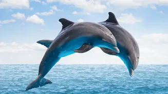 Dolphin Watching in India Works Best as a Slow, Low-Impact Nature Experience