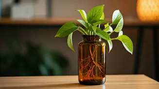 Recycled Amber Glass Bottles Make The Cutest Pothos Planters