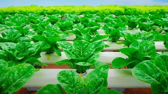 How Low Frequency Sound Vibrations Safeguard Organic Crops In Cities