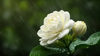 Monsoon Humidity Makes Jasmine Bloom Like Magic