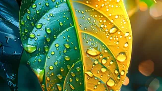 Check Plant Leaves for Signs of Too Much or Too Little Water