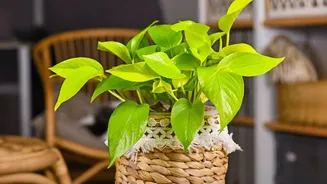 Transform your festive gifting habits with potted plants, handloom textiles, and zero-plastic packaging