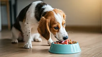 How To Transition Dogs Safely To Vet-Approved Fresh Plates