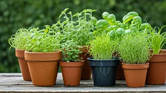 Simple Gardening Starts This Rainy Season