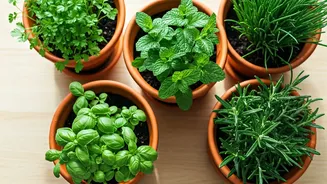 Five Pots Are Enough For Fresh Herb Energy