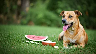 How Tailored Fresh Ingredients Keep Indian Dogs Fit This Season
