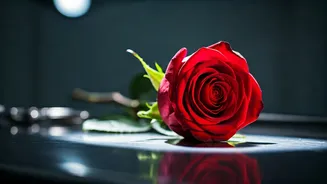 O'Romeo: Shahid Kapoor's Intense Return