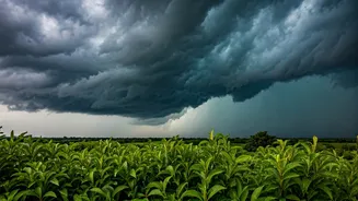 Weather Forecast Southwest Monsoon Intensifies In Odisha And Maharashtra Zones