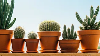 7 Balcony-Perfect Cactus Varieties to Brighten Your Indian Home