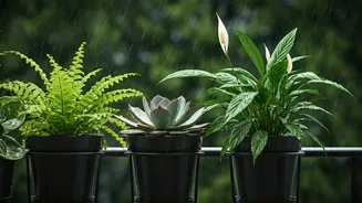 Potted Plants That Thrive During India's Rains